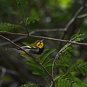 Black-throated Green Warbler, South Padre Island, Texas